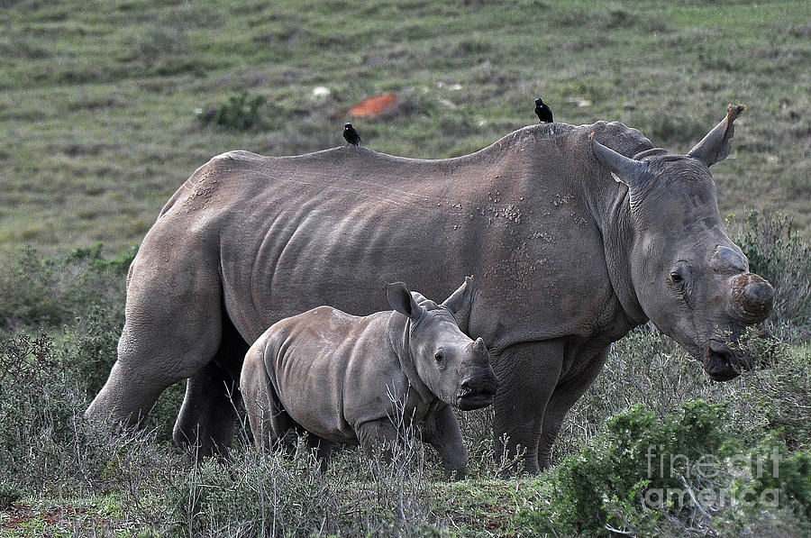African White Rhino and calf Photograph by Josephine Cohn
