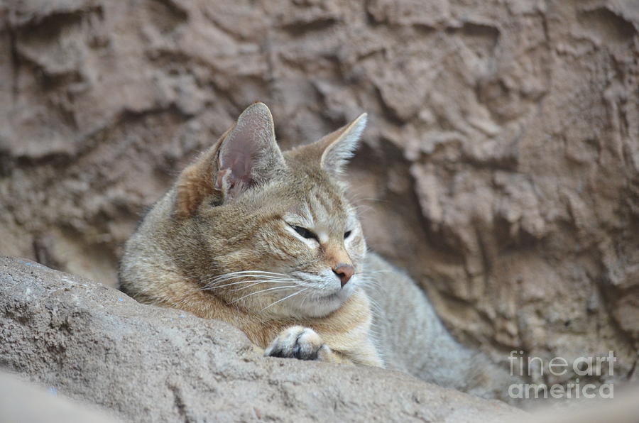 African Wild Cat Photograph by Maria Urso
