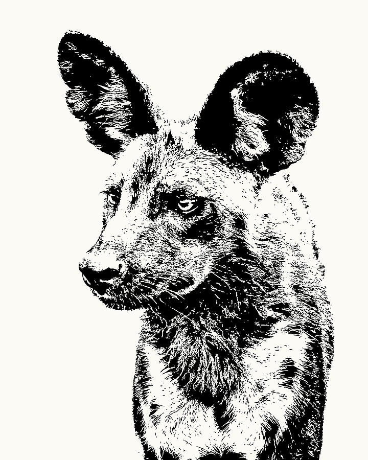 African Wild Dog on Alert by Scotch Macaskill African Wild Dog on Alert by Scotch Macaskill
