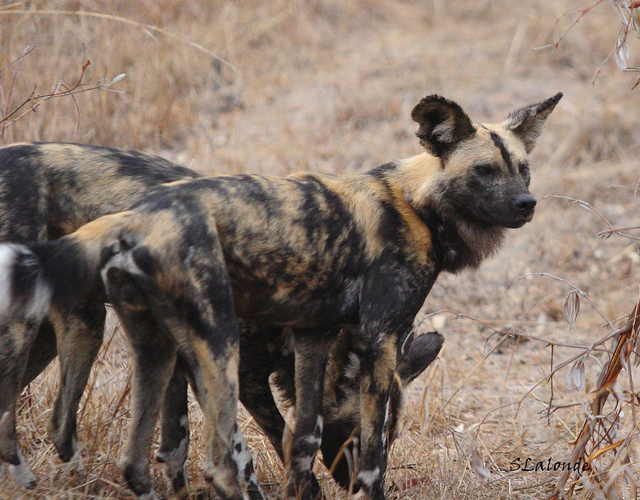 Dog Photograph - African Wild Dogs by Sarah  Lalonde