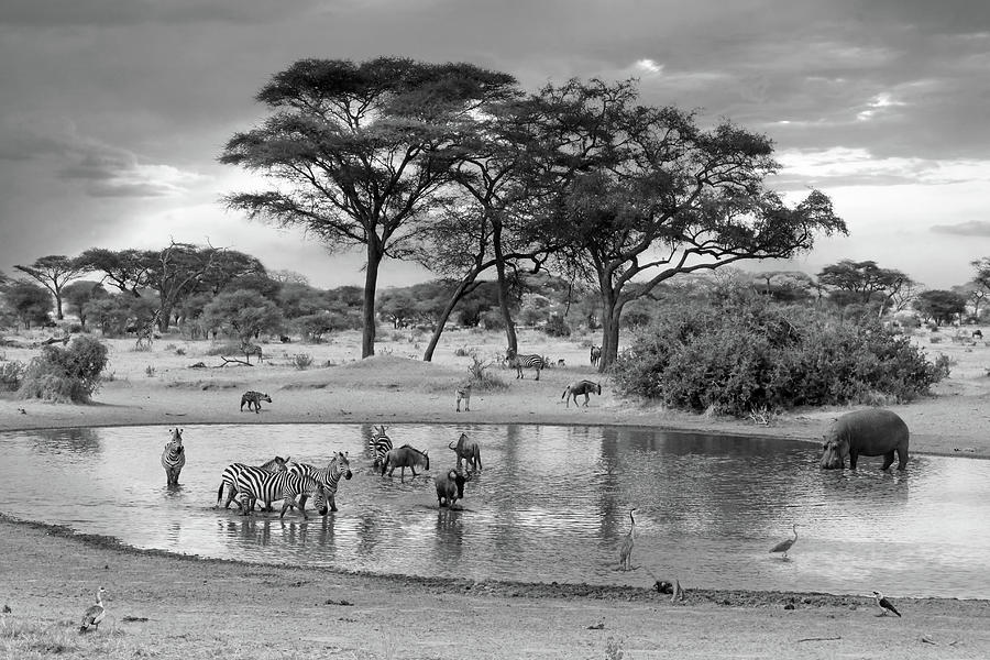 African Wildlife at the Waterhole in Black and White Photograph by Gill Billington
