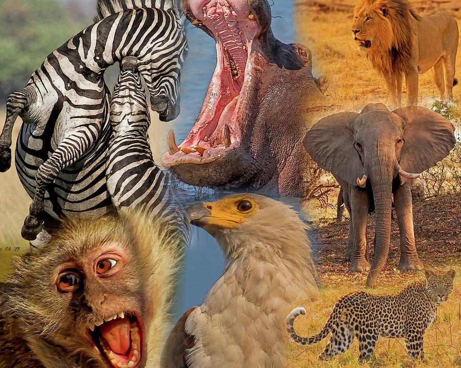African Wildlife Montage Photograph by Larry Linton