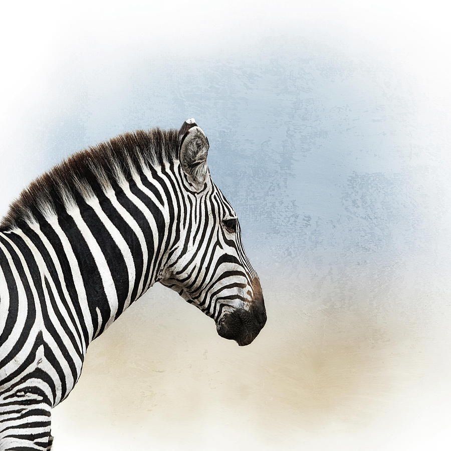 African Zebra Closeup Square Photograph by Good Focused