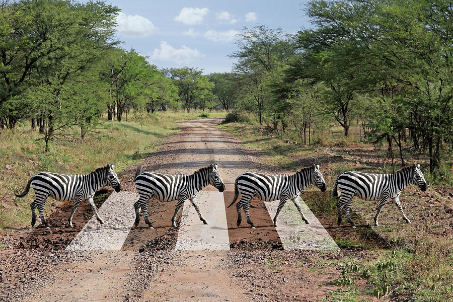African Zebra Crossing Photograph by Gill Billington