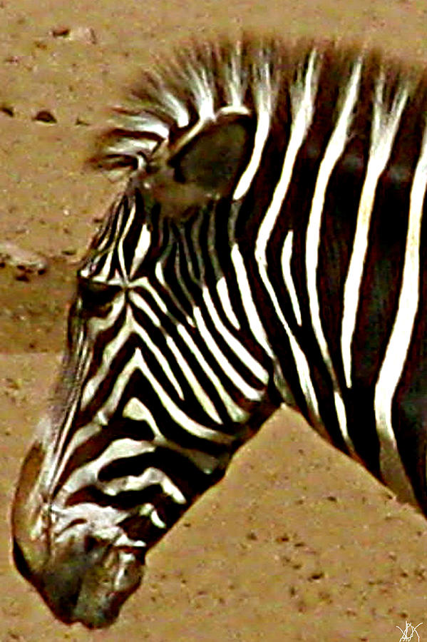 Wildlife Photograph - African Zebra Portait by Debra     Vatalaro