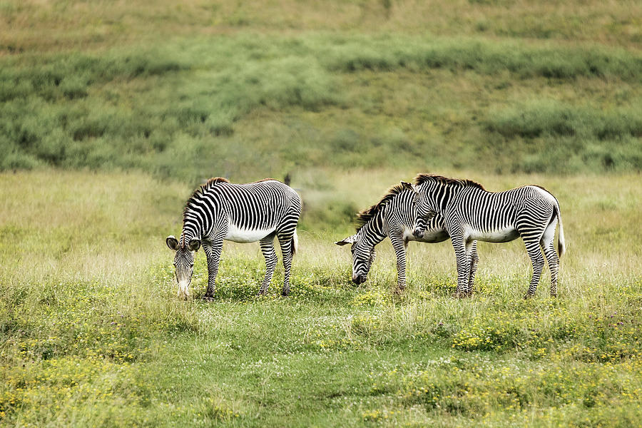 African Zebras Photograph by Tom Mc Nemar
