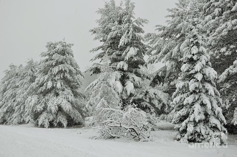 michigan snowfall