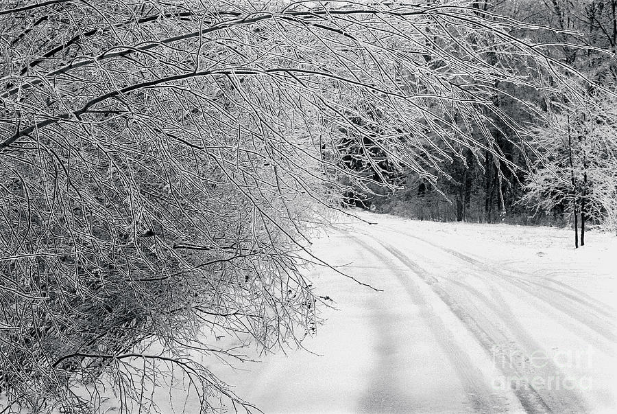 After an Ice Storm Photograph by Yuri Lev