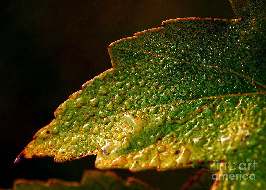 After Rain Photograph by Lorenzo Cassina