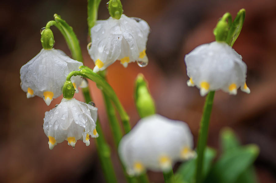 After Rain. Snowdrop Flowers Photograph by Jenny Rainbow