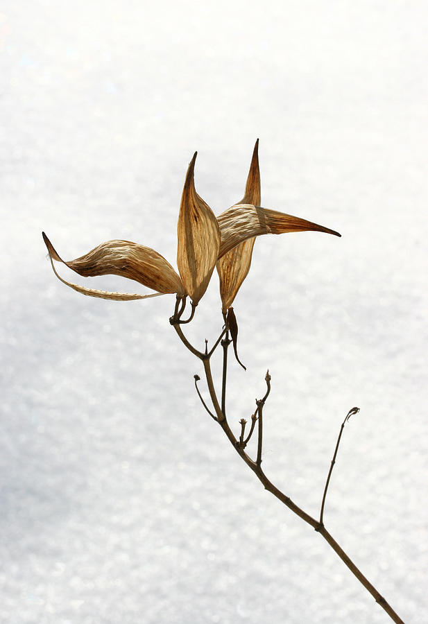 Winter Photograph - After Setting Seed by Steve Augustin