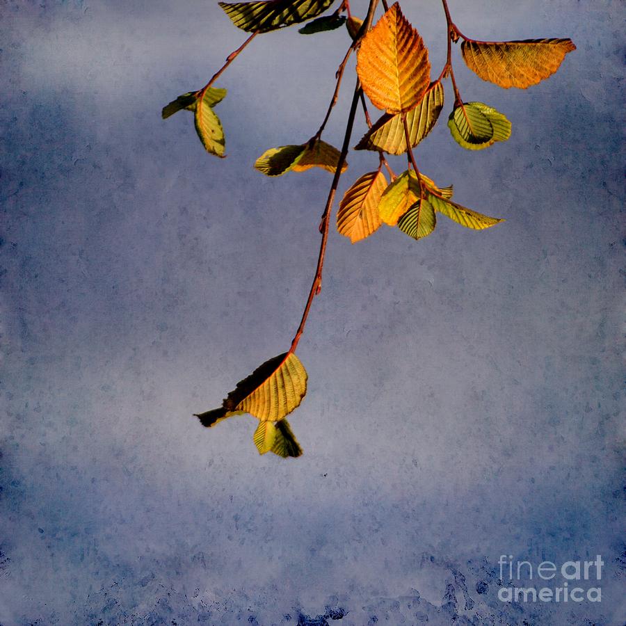 After Summer Leaves Photograph by Aimelle Ml
