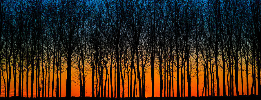 After Sunset In The Walnut Grove Photograph by Michael Arend