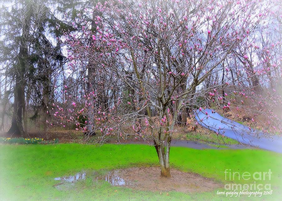 After The April Rain Photograph by Tami Quigley