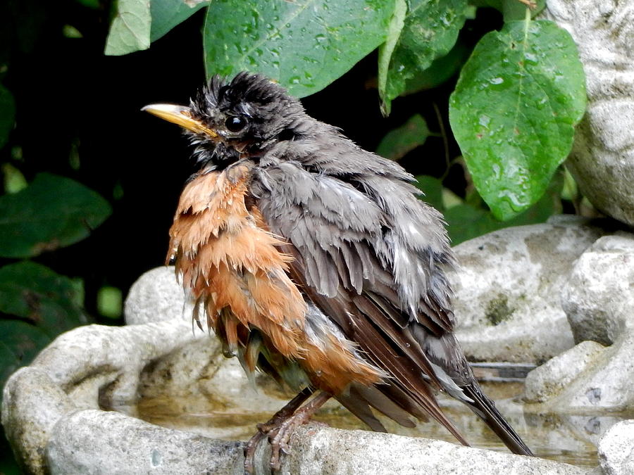 Robin Photograph - After the Bath by Betty-Anne McDonald