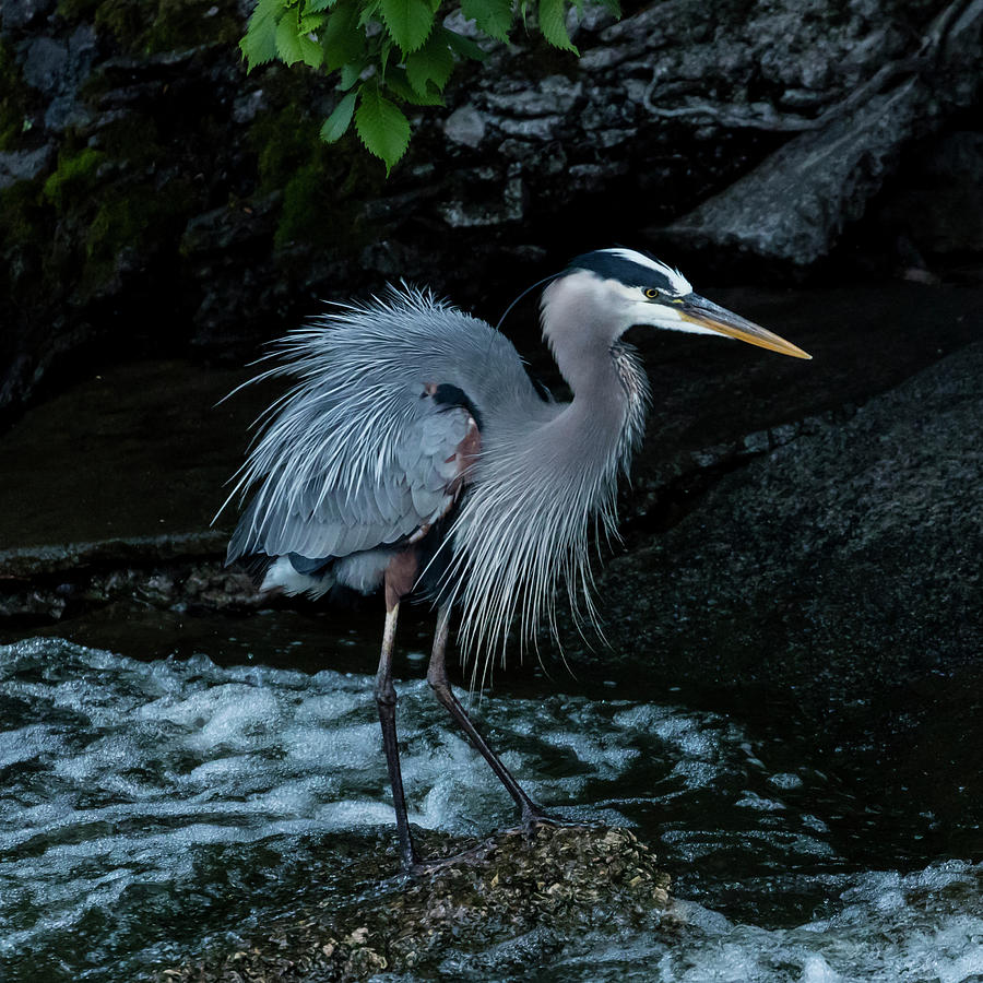 Heron Photograph - After the Bath by Bruce Danz