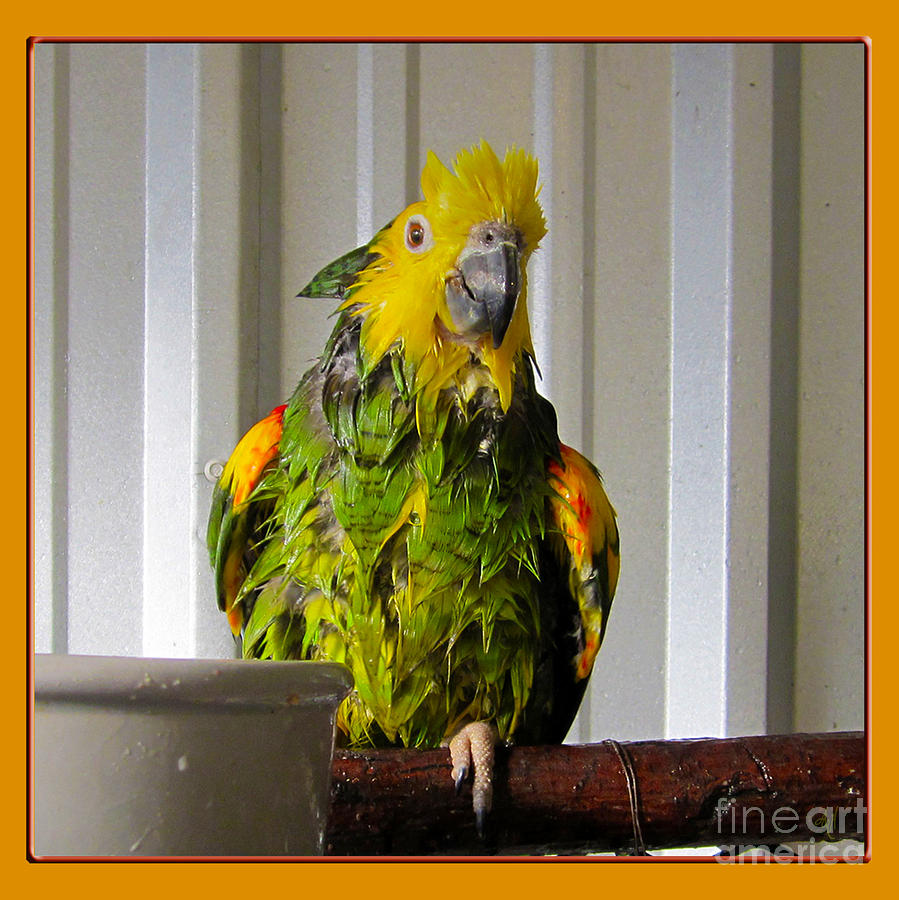 Parrot Photograph - After the Bath by Victoria Harrington