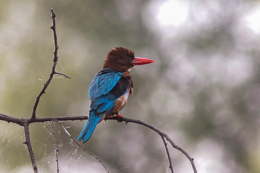 After the Dive - White-throated kingfisher Photograph by Ramabhadran Thirupattur