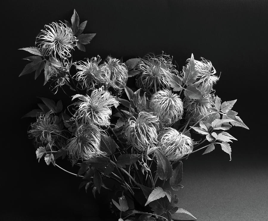 After the Flowers have Gone Monochrome Photograph by Jeff Townsend After the Flowers have Gone Monochrome Photograph by Jeff Townsend