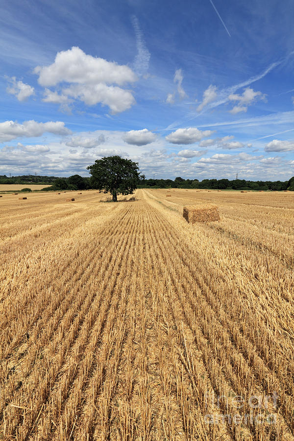 After the Harvest England Photograph by Julia Gavin
