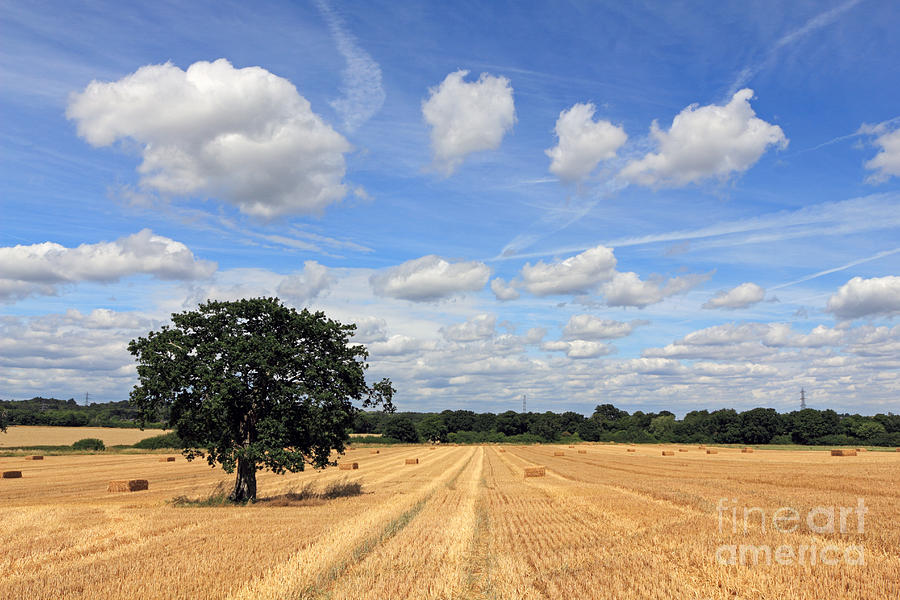 After the Harvest UK Photograph by Julia Gavin