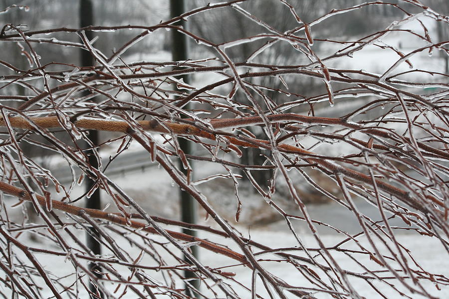 After the Ice Storm Photograph by Aggy Duveen