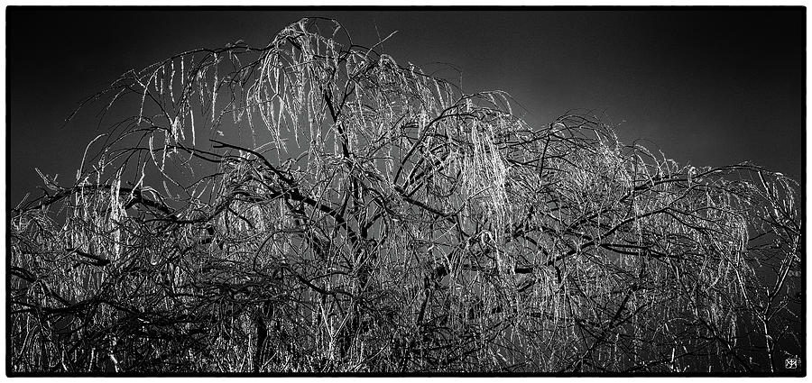 After the Ice Storm Photograph by John Meader