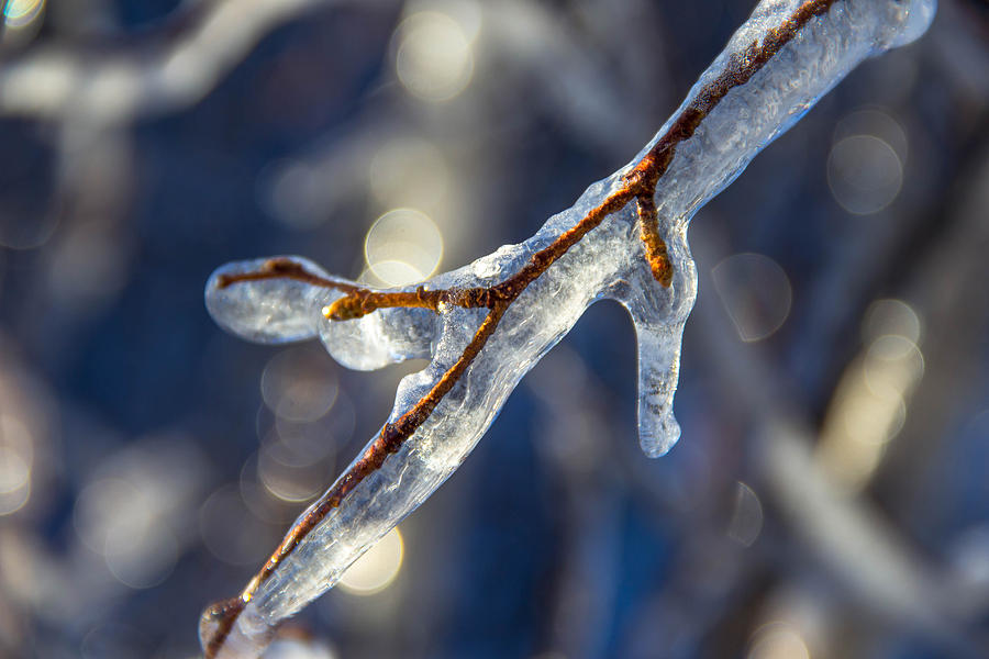 Winter Photograph - After the ice storm by Peggy Cooper-Berger