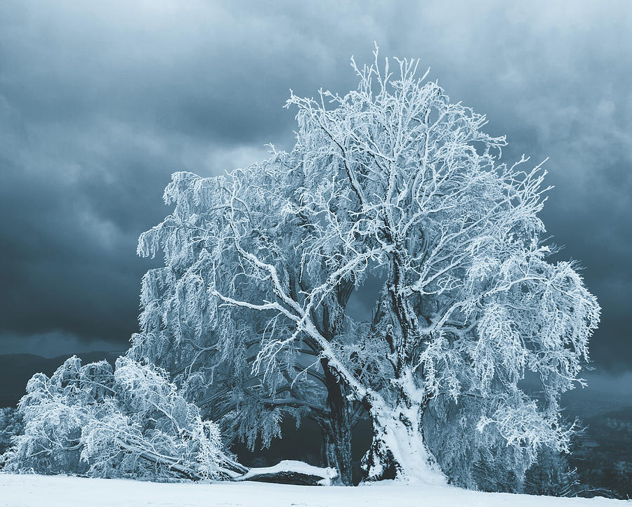 After The Ice Storm Photograph by Mountain Dreams