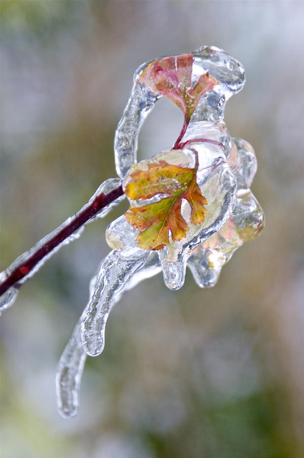 Nature Photograph - After the Ice Storm by Sean Griffin