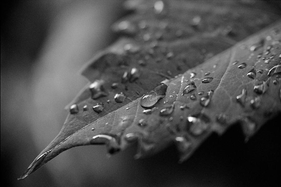Black And White Photograph - After the Morning Rain by Jon Woodhams