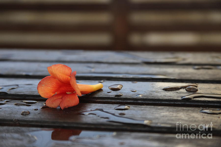 After The Rain .... Photograph