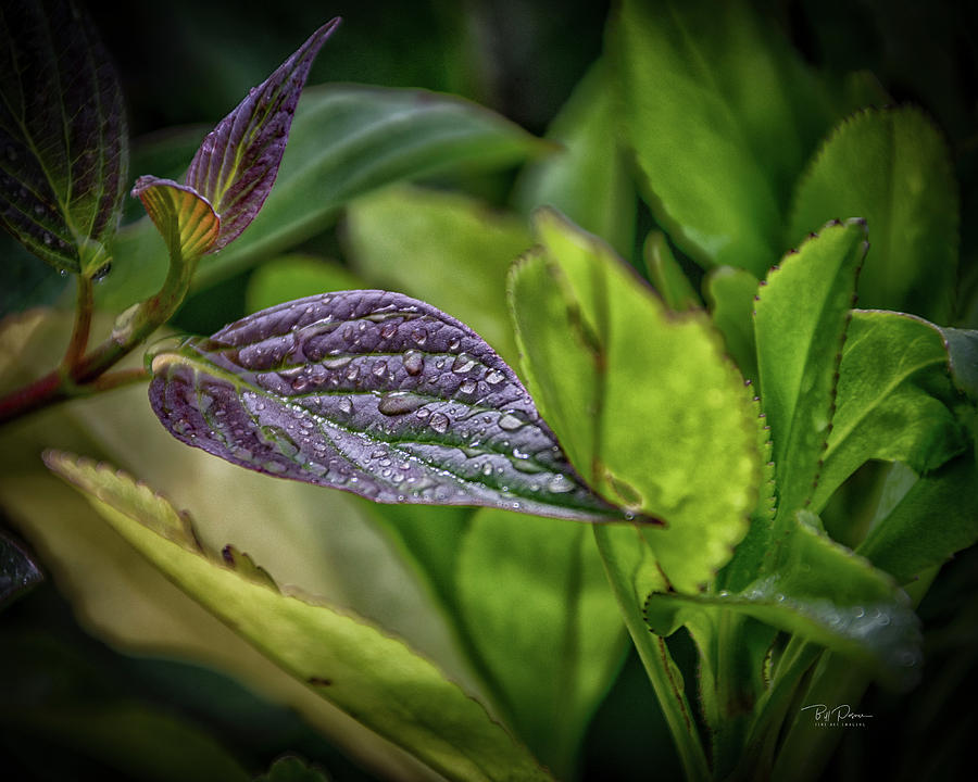 After the Rain Photograph by Bill Posner