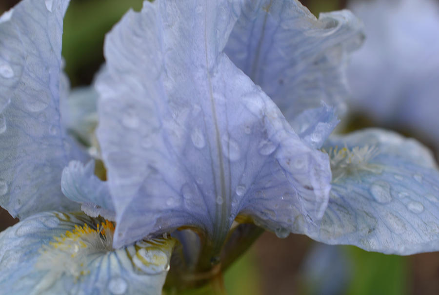 After the Rain - Blue Iris Photograph by Richard Andrews