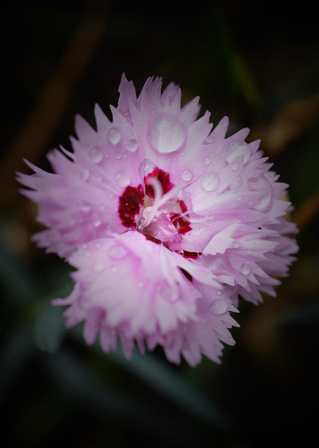 After the Rain - Dianthus 2 Photograph by Richard Andrews