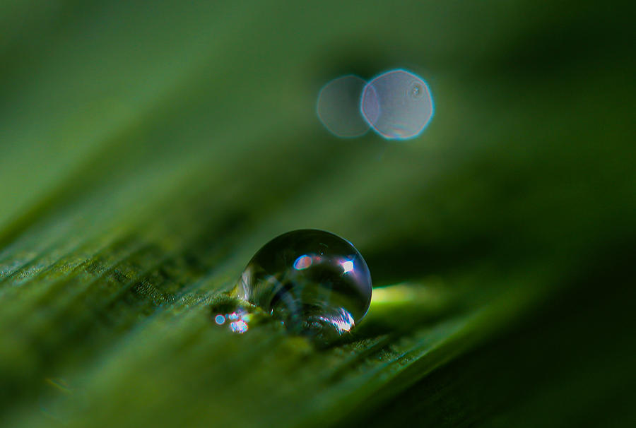 Spring Photograph - After The Rain Droplet 1 by Mo Barton