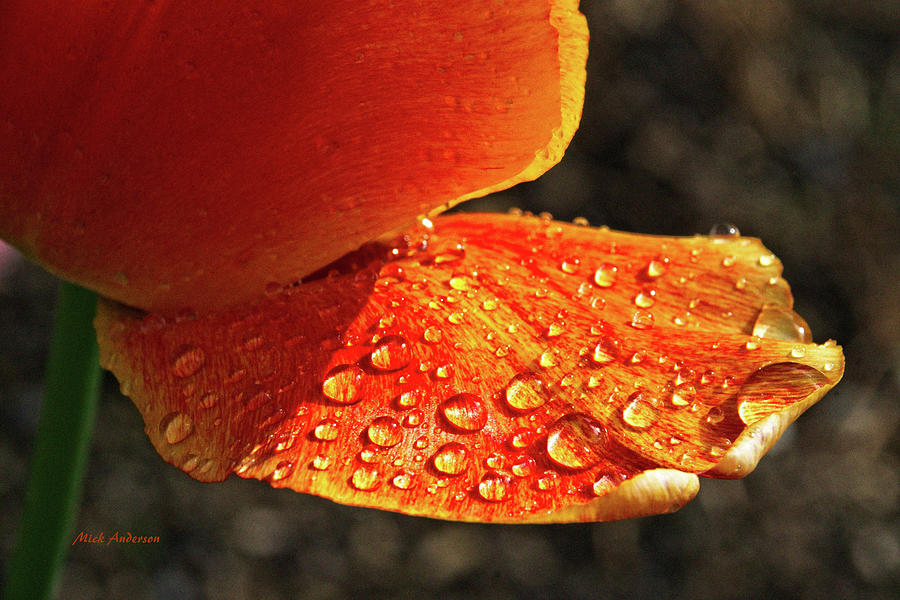 After The Rain Photograph by Mick Anderson