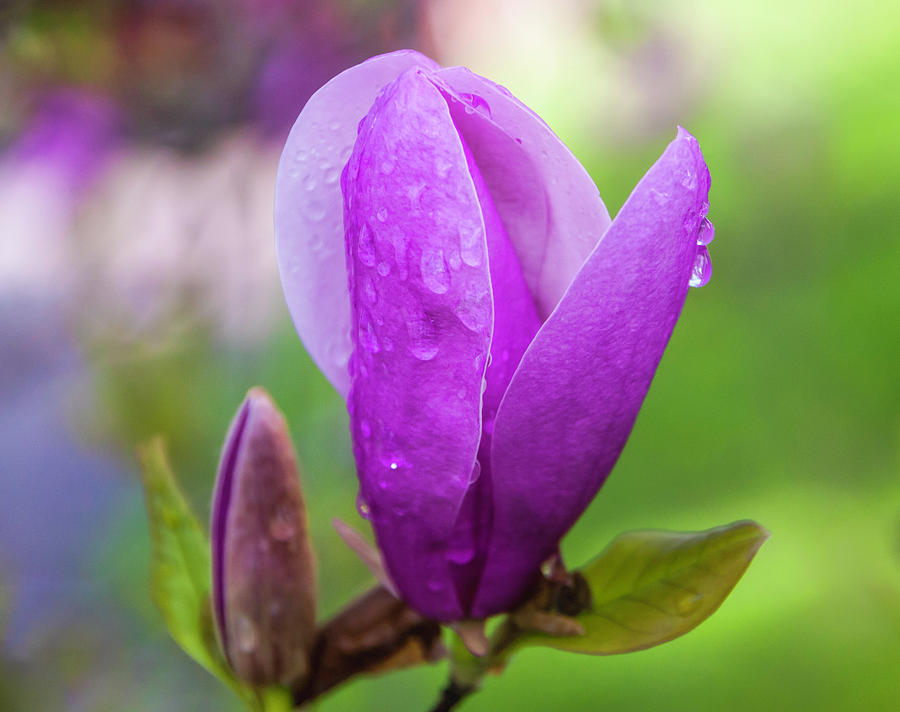 Magnolia Movie Photograph - After the Rain by Phyllis Taylor