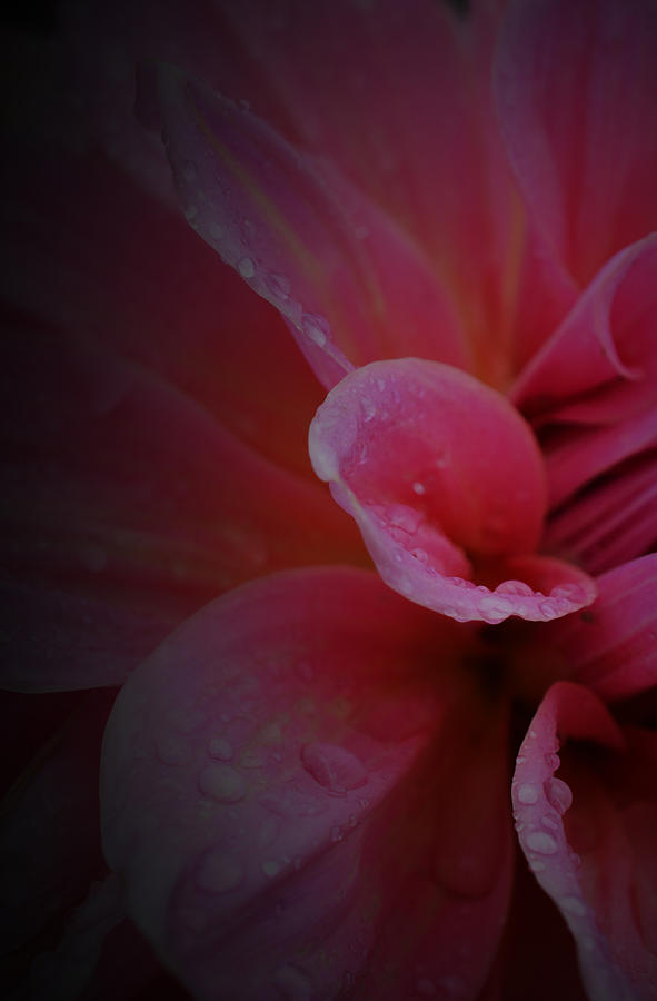 Spring Photograph - After the Rain - Pink Dahlia - Detail by Richard Andrews