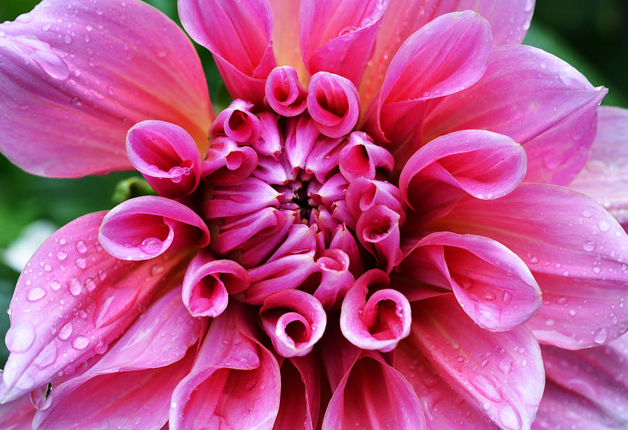 Spring Photograph - After the Rain - Pink Dahlia by Richard Andrews