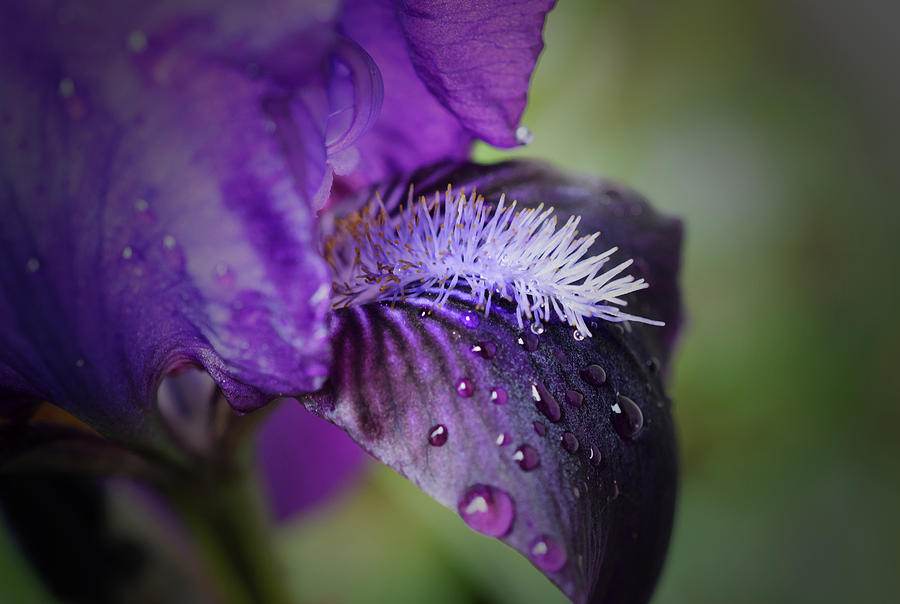 After the Rain - Purple Iris Photograph by Richard Andrews