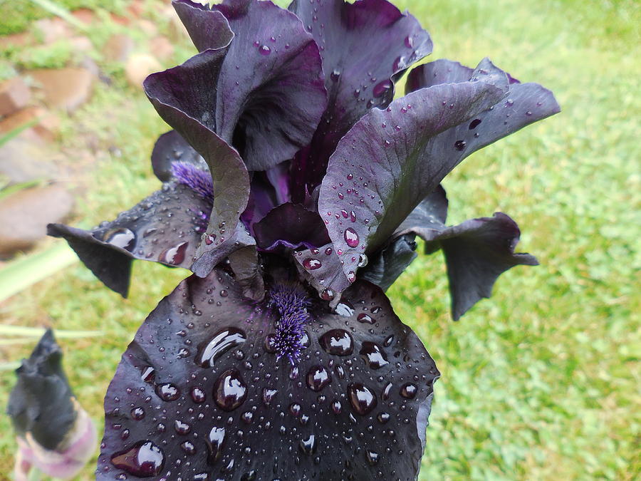 After the Rain by Rebecca Mento After the Rain by Rebecca Mento