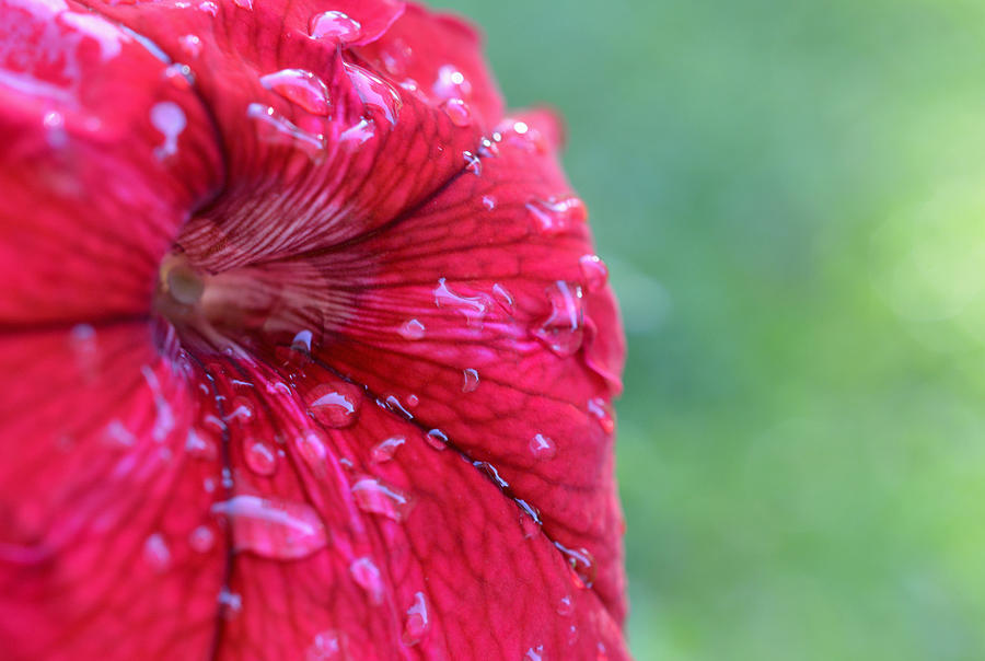 After the Rain - Red Petunia Photograph by Richard Andrews