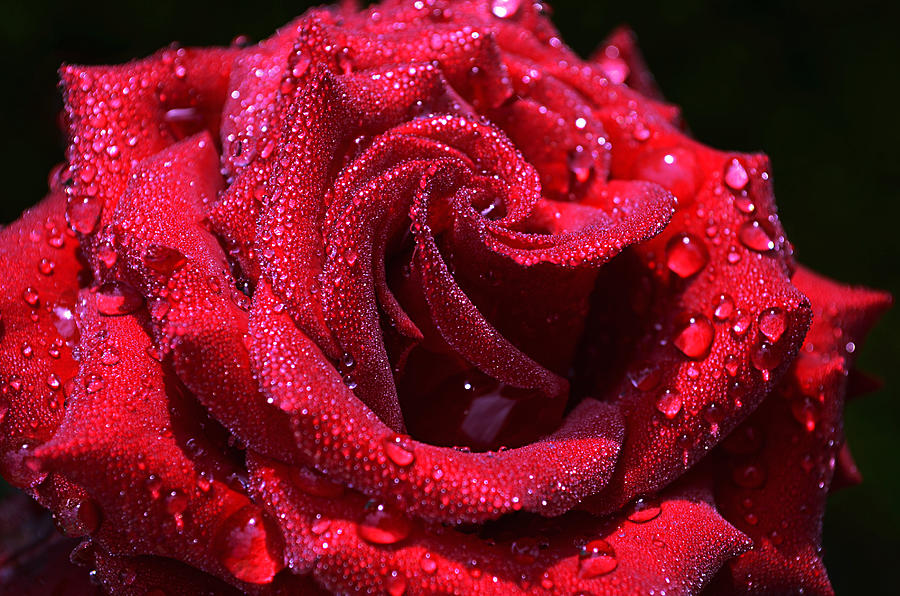 Rose Photograph - After the rain by Rumiana Nikolova