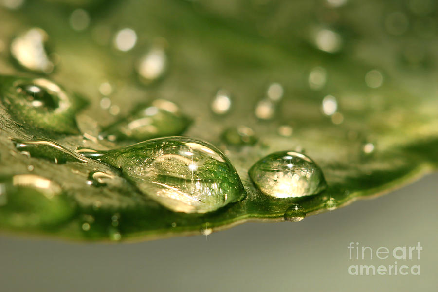 Nature Photograph - After the rain by Sandra Cunningham