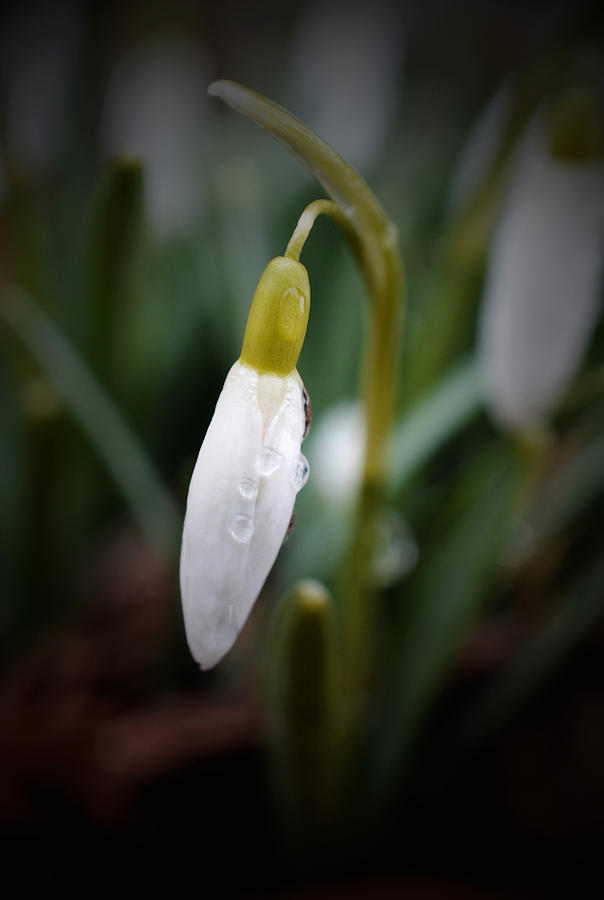 After the Rain - Snowdrop 2 Photograph by Richard Andrews