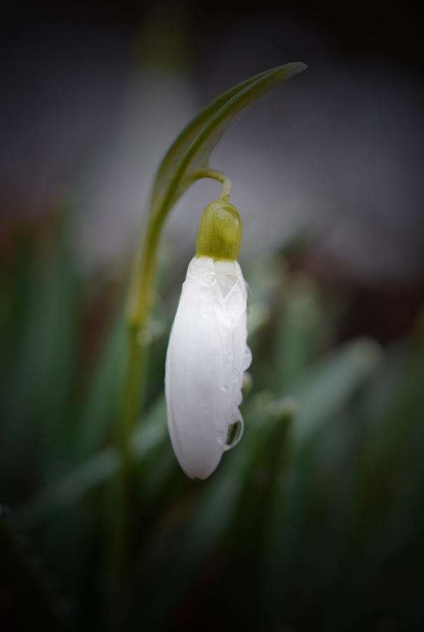 After the Rain - Snowdrop Photograph by Richard Andrews