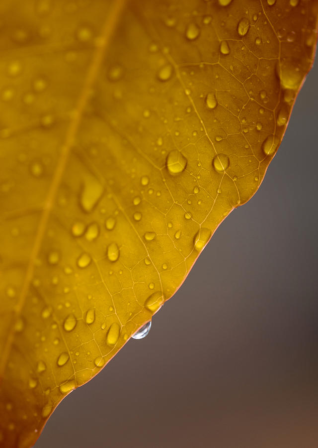Leaf Photograph - After the Rain by Stephen Anderson