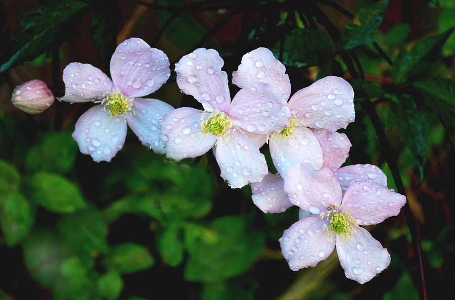 Spring Photograph - After the Rain by Terence Davis