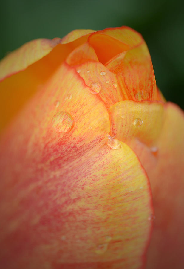 After the Rain - Tulip - Detail Photograph by Richard Andrews